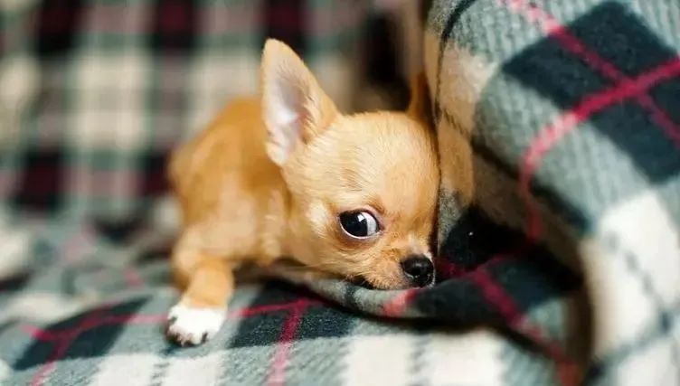 毛孩子应激反应了怎么办,主人应该怎样处理毛孩子的常见病