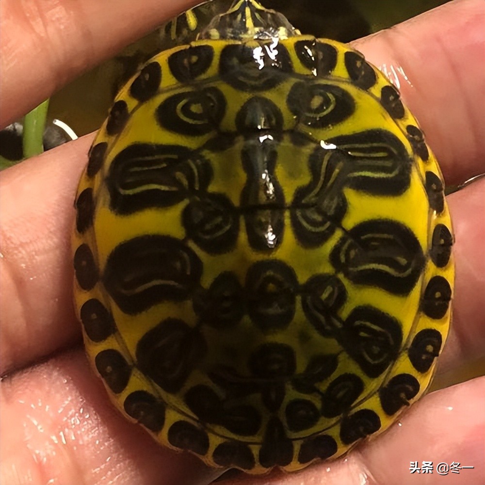 新手养龟的基本知识,入门养龟用什么龟缸