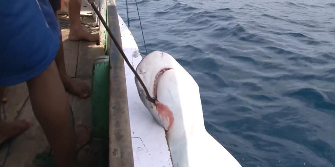 渔民捕获虎鲨,真实渔民钓到的虎鲨