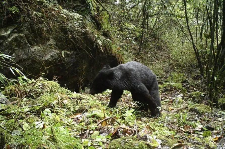 被黑熊袭击为什么这么严重,男子家中遭黑熊袭击徒手击退黑熊
