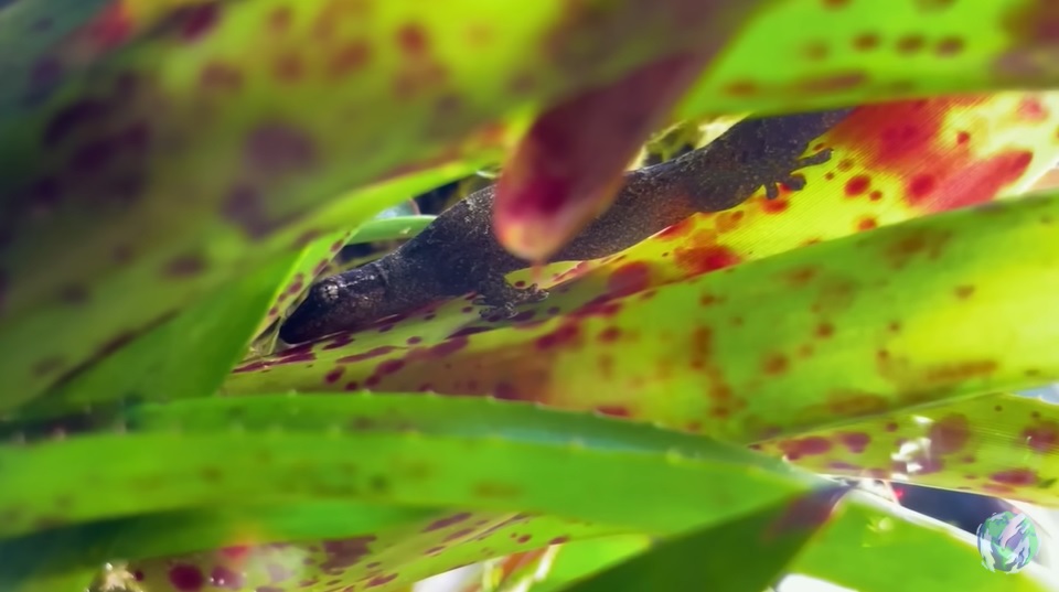 美国小哥在卧室建出一缸热带雨林，食物链环环相扣，太强了
