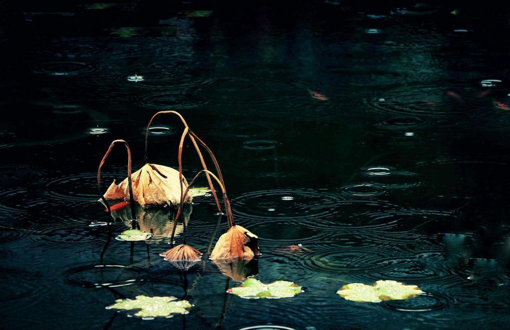 斑驳秋光影，晚来更深情