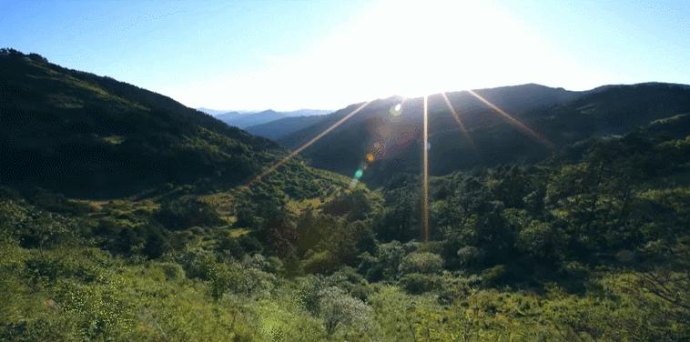 湖北香菇何以飘香天下？明天上午10点为你揭秘