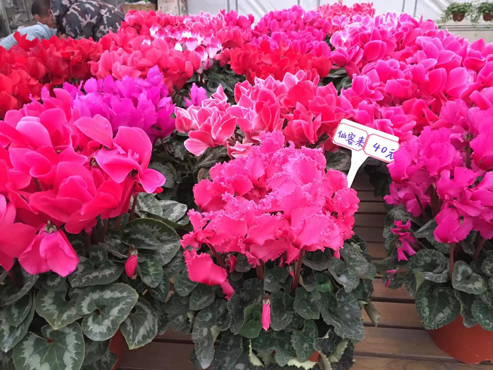 成都春天花卉市场哪里最便宜,成都温江区最便宜的花卉市场