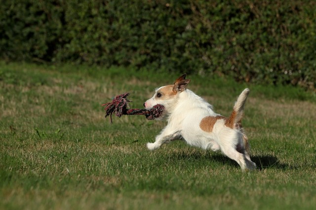 常见宠物犬14种，你知道它们的特点和适合养护的环境吗？