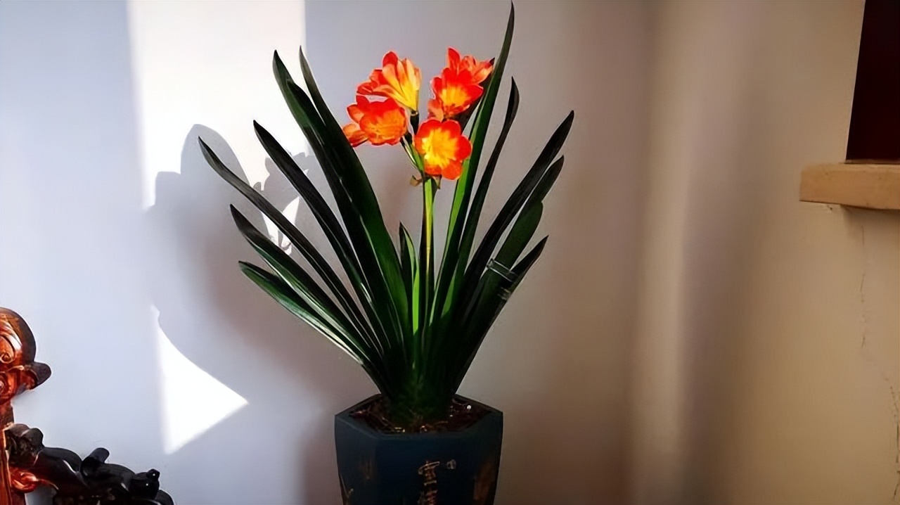 寓意吉利的花有哪些,哪一种花寓意带来好运