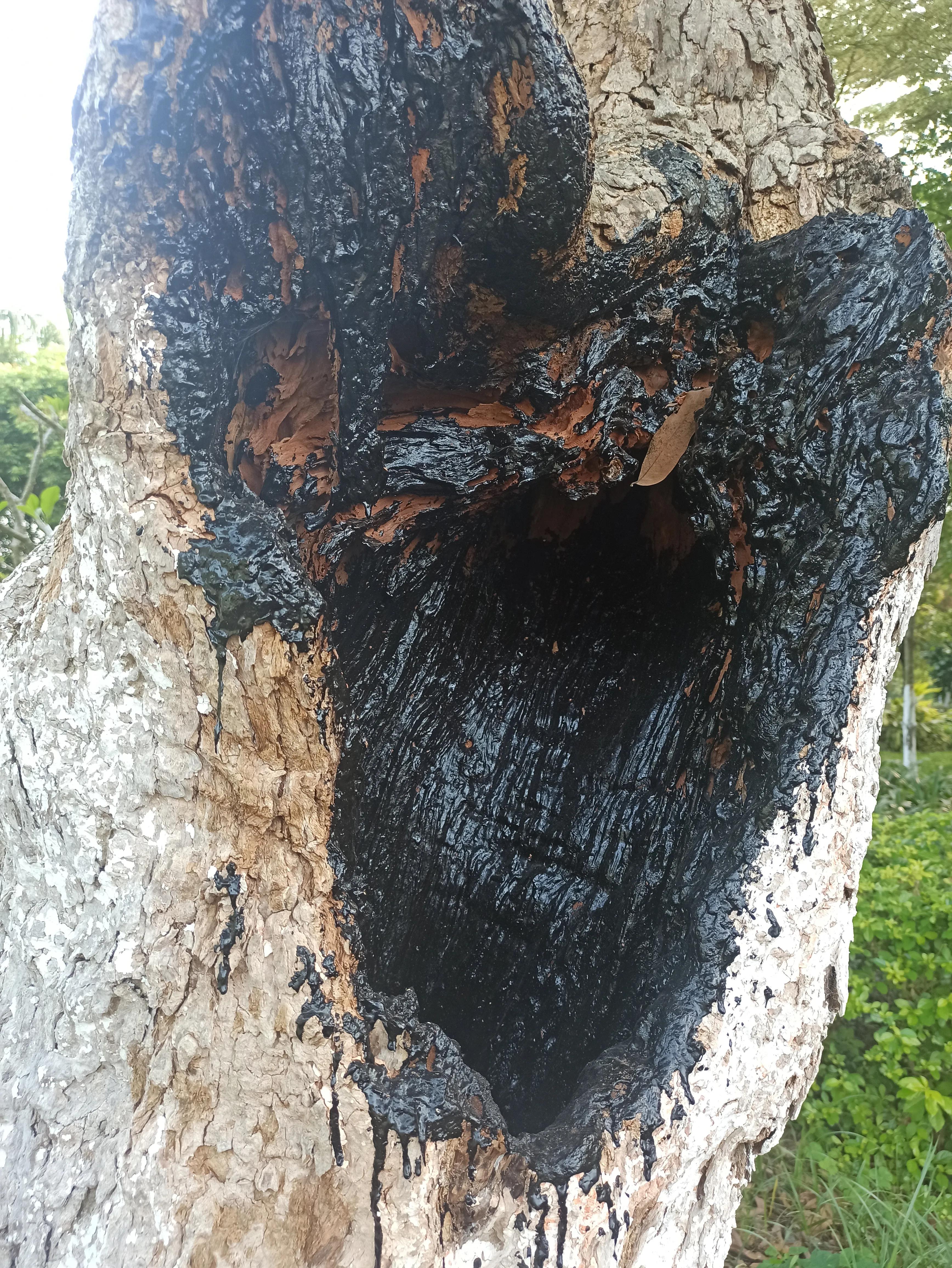 默默的树洞,沉默的树洞