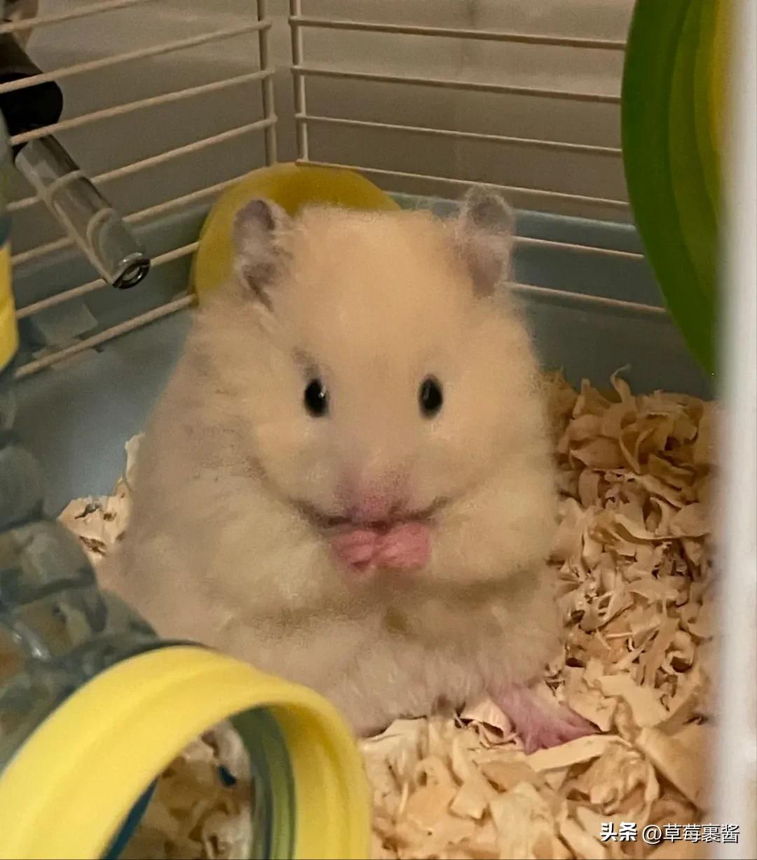 买仓鼠被咬花1000元,一女子买仓鼠被仓鼠咬了