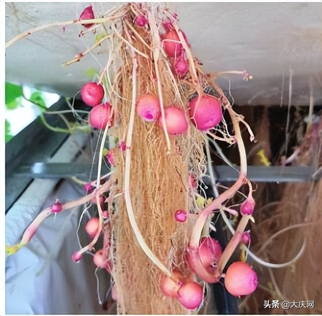 咱大庆这些“中国种子”超级牛