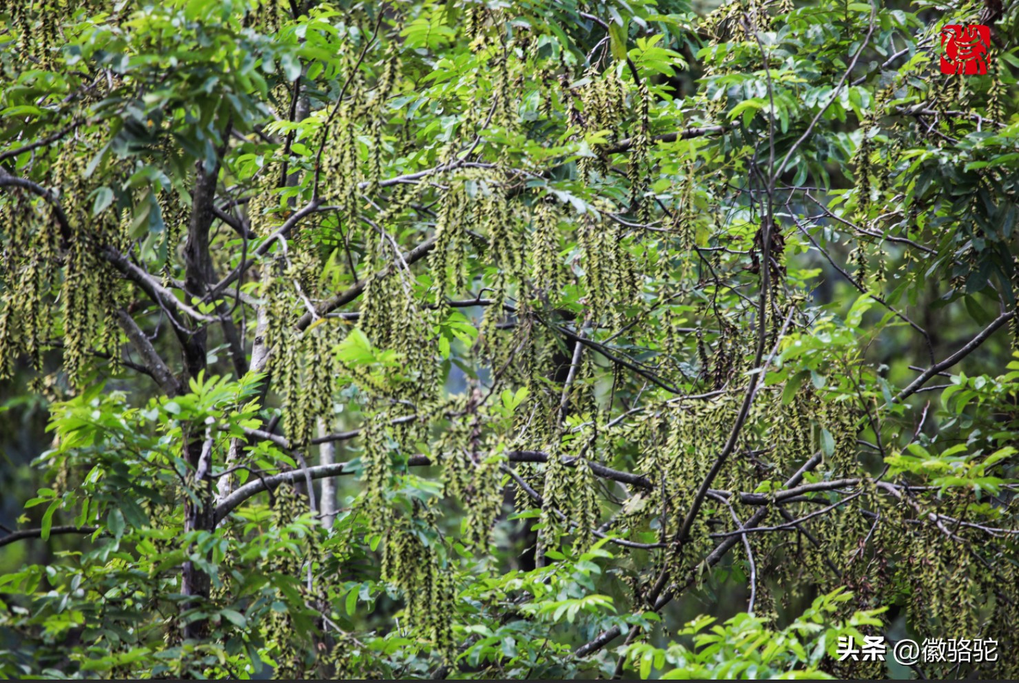 妈妈的槐花,妈妈的槐花歌曲