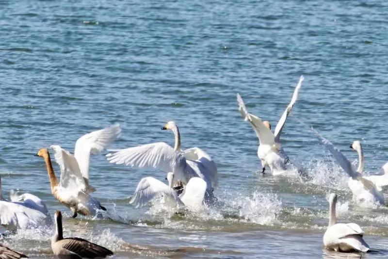 北征北纬南征南纬,北征南战全文