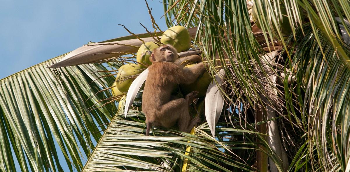 云南所有稀有动物猴子,云南稀有野生动物猴子