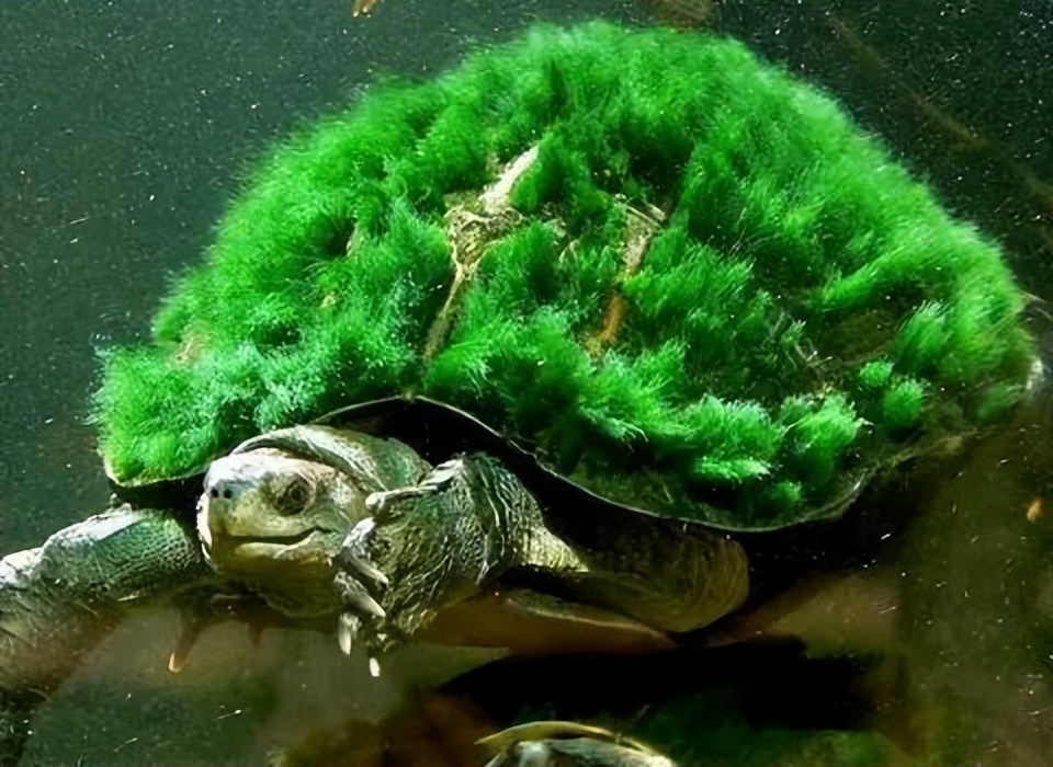 世界最老的绿毛龟是什么龟,珍稀乌龟绿毛龟