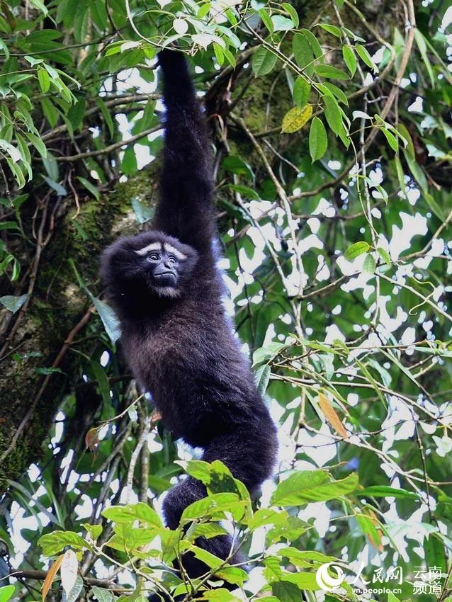 云南新发现一处高黎贡“白眉大侠”的家园