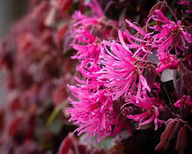 红花檵木介绍牌,红花檵木解说