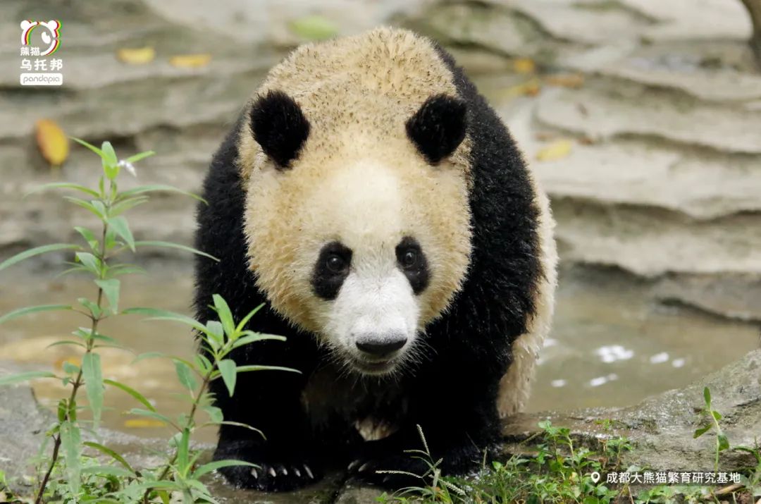 真正的熊猫和实际上的熊猫,最黑的熊猫是什么样子