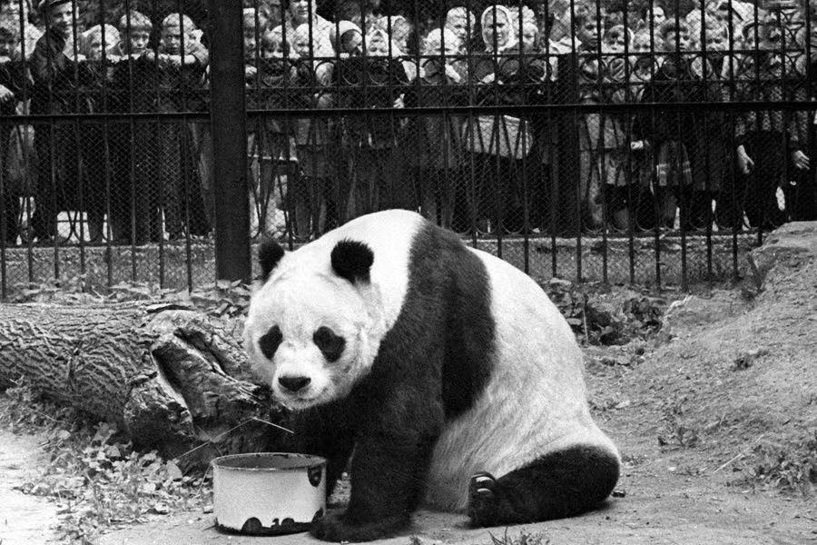 大熊猫丫丫出国前的样子,大熊猫丫丫还有几年回国