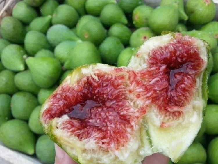 无花果冬天结果怎么办,无花果树冬天有叶子吗