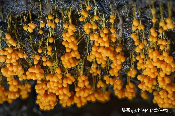 淫羊藿野生和种植效果有区别吗,淫羊藿根系