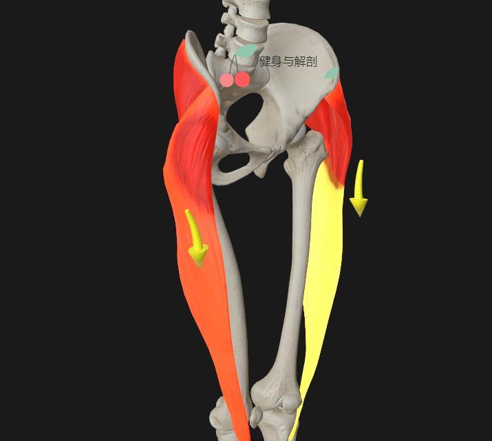 真胯宽和假胯宽的图片,改善大粗腿假胯宽矫正的正确方法