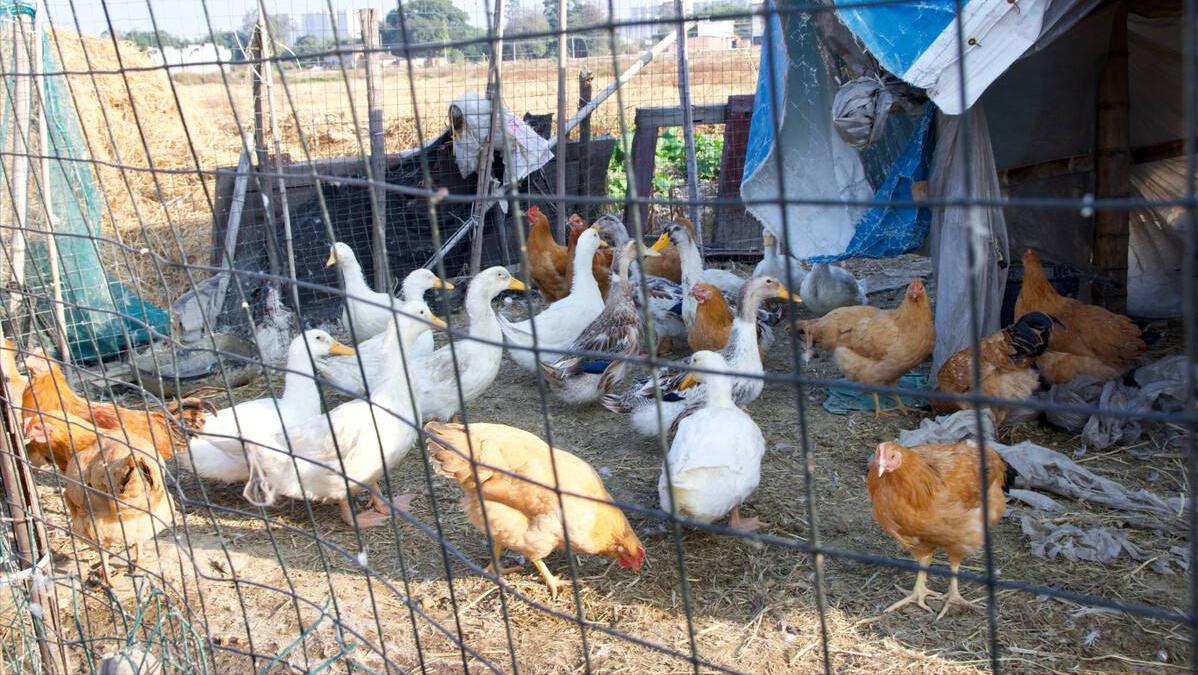 海南报恩巨蟒现况,巨蟒为报恩甘愿当“保姆”