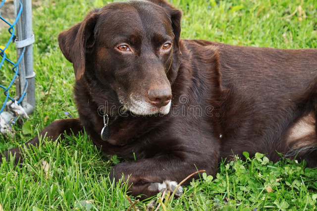 狗狗提示主人得癌症,狗狗肿瘤恶变是什么意思