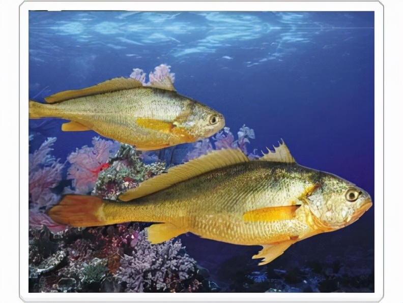 出海抓鱼一个月可以赚多少钱,打一次鱼能赚多少钱