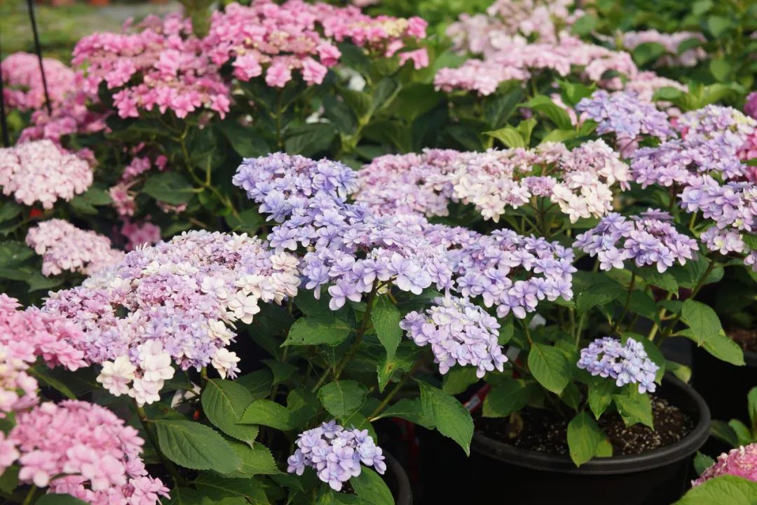 身边一抹蓝,最美蓝色绣球