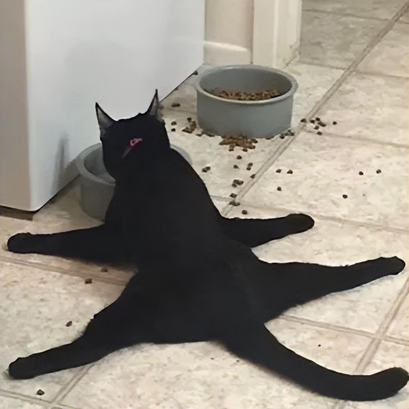 夏天天气很热猫和狗怎么养,为什么猫狗夏天不热