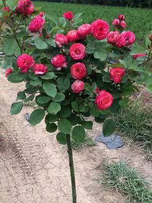 月季品种醉花,月季品种大全及图片欣赏