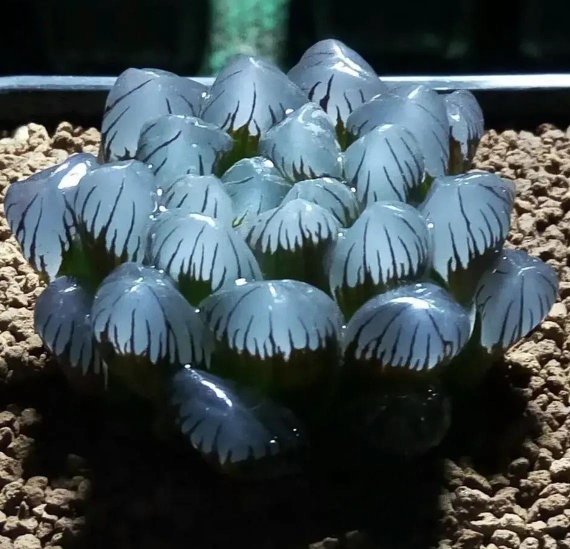 玉露怎么防止徒长,玉露闷养的正确方法