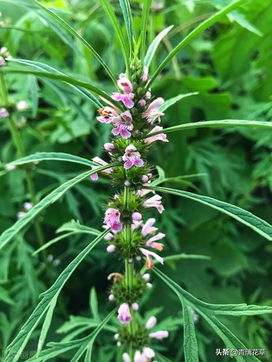 夏天开好多种颜色的小花,夏天里开的最茂盛的花朵有哪些