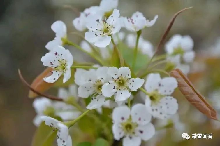 赞美梨花的诗句古诗大全,关于梨花的古诗词大全