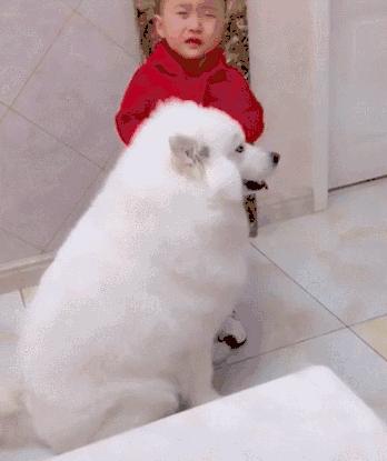 宠物狗必须的护理,狗狗的这些生理小知识你知道吗