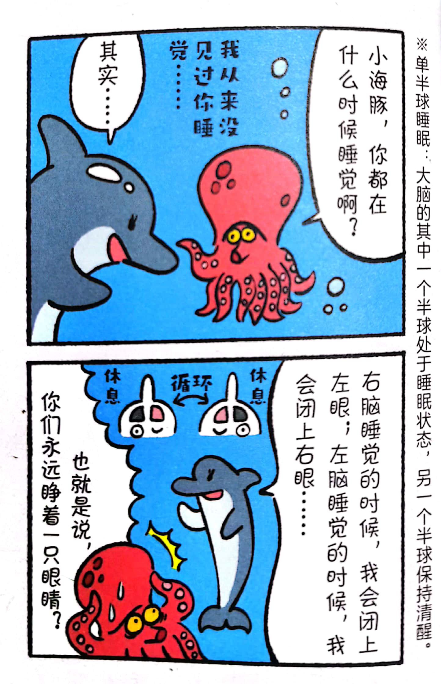 熊猫有几条腿是四条还是两条,熊猫有几根脚趾几根手指