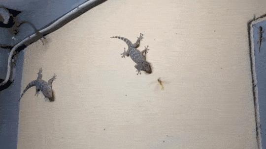 壁虎为什么有毒,为什么有的人会害怕壁虎