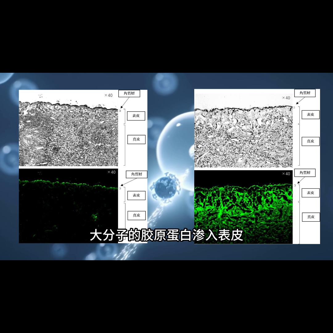 伊菲丹精华修护面霜,伊菲丹经典修护面霜