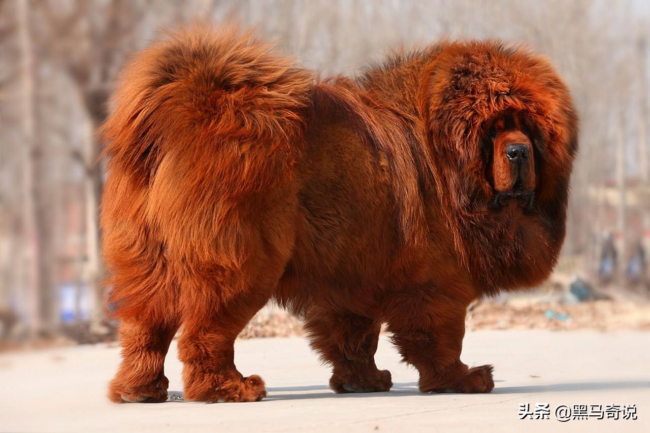 濒临灭绝藏獒,藏獒濒临灭绝