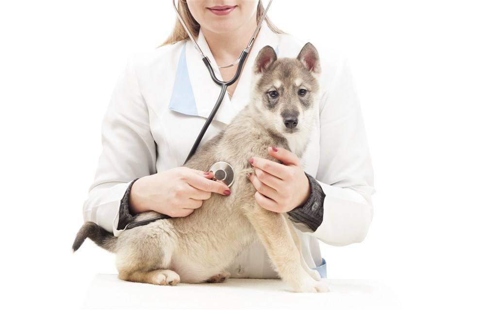 夏季狗狗体外驱虫药推荐,夏季车内驱虫