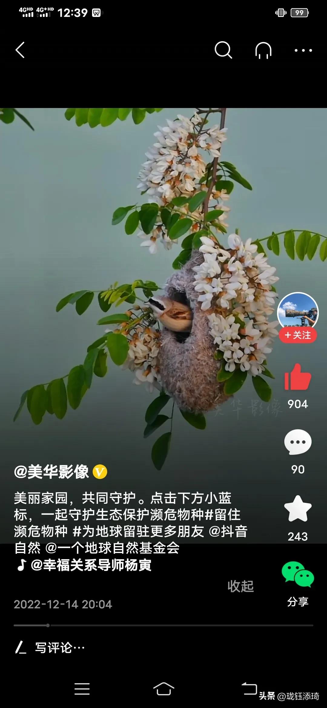 这是我见过的鸟儿最美的房子没有之一