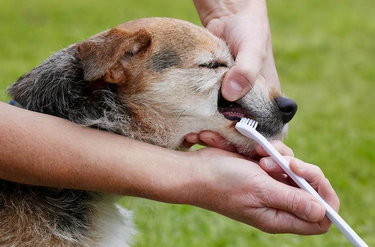 狗狗口臭的原因及治疗方法,导致狗狗口臭的原因