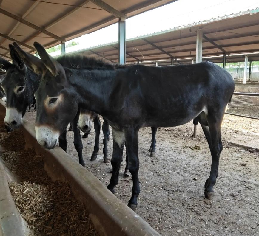 肉驴养殖方法和时间和技巧,肉驴养殖注意事项有哪些