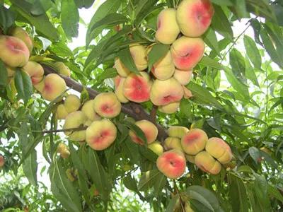 涔℃潙鏁ｆ枃鍥剧墖,锜犳缇庢枃