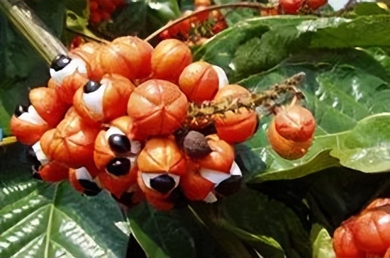 广州年轻派协助黑卡饮料，用创意引爆销售，引爆6小时能量