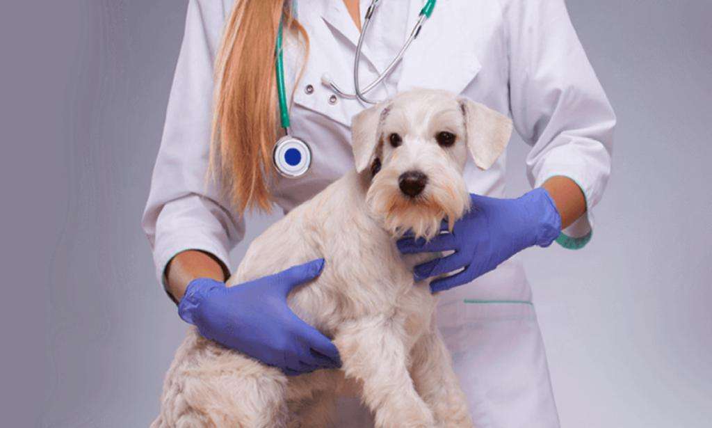 夏季狗狗体外驱虫药推荐,夏季车内驱虫