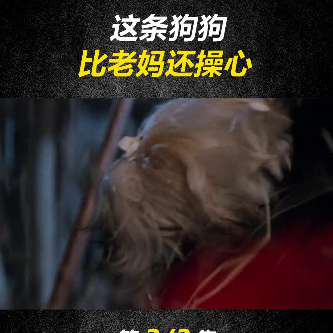 一只斑点狗可以长到多大,斑点狗有多可怜