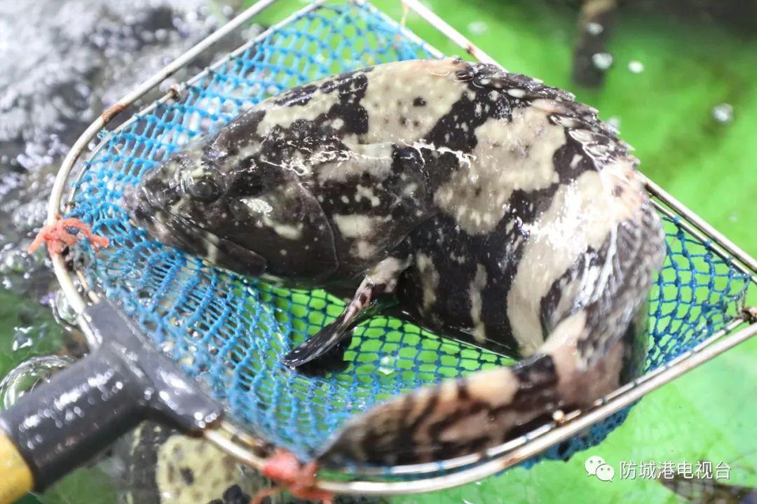 开海了一大波肥美海鲜上岸,开海去哪买海鲜