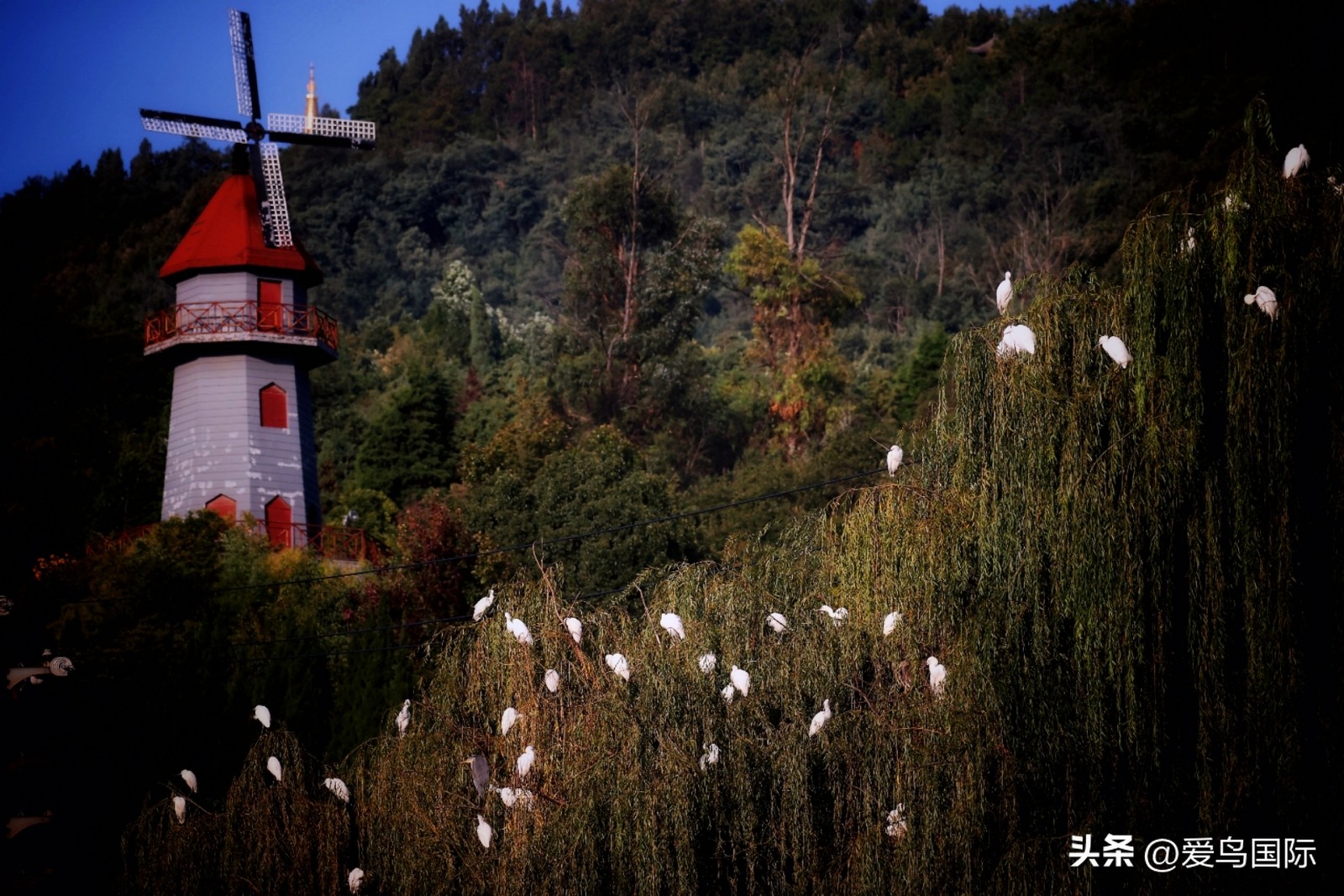 2024观鸟大年,观鸟大年介绍