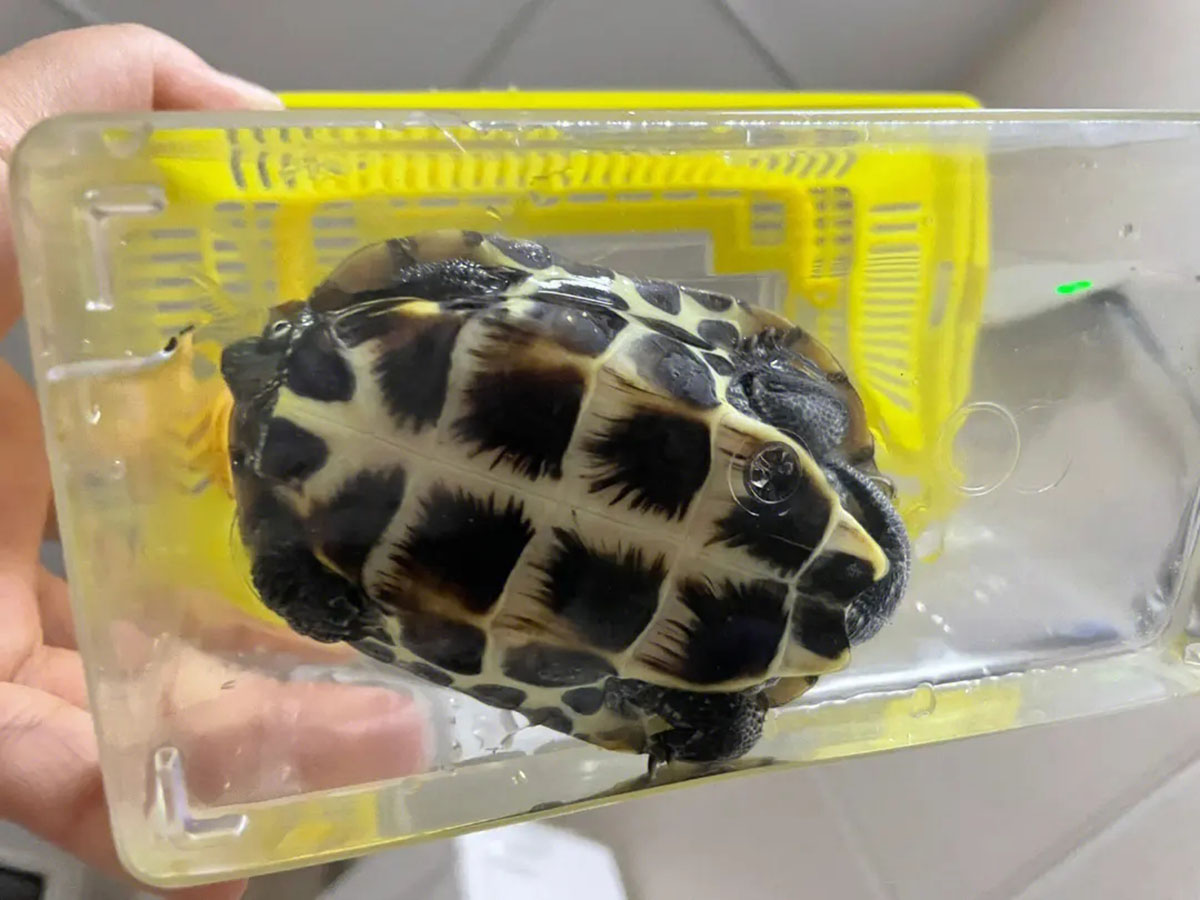 在山上发现只有壳没有身体的乌龟,在山上怎么样才能发现乌龟