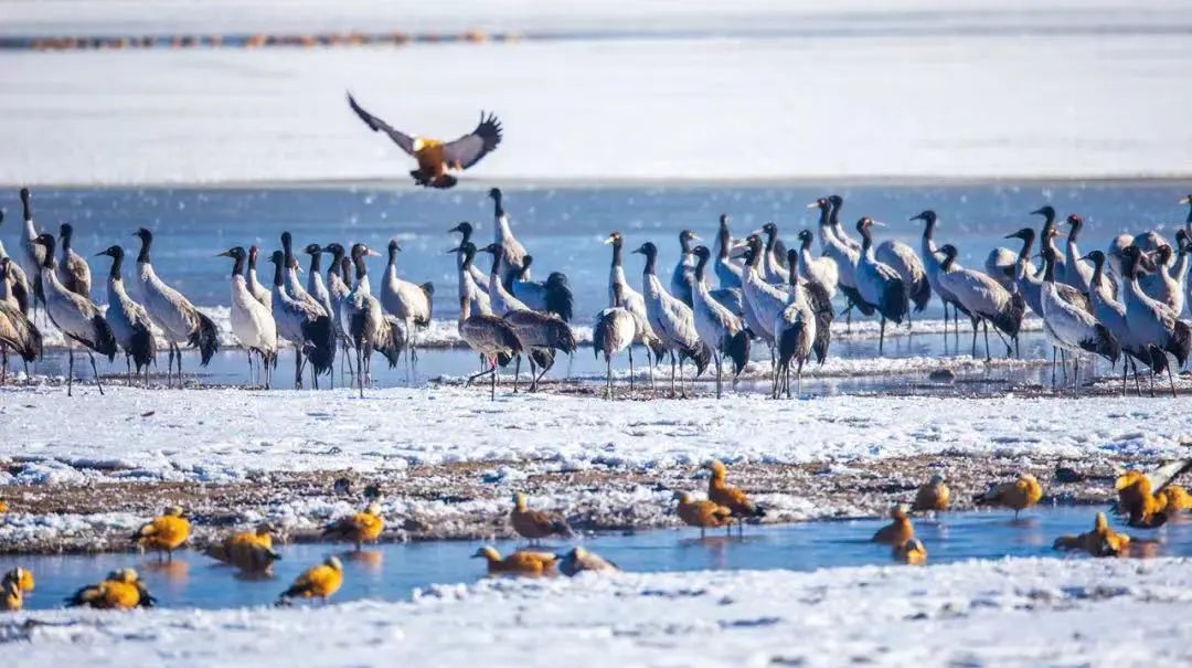 拉萨周边适合晚上去的地方,拉萨附近值得去的县城